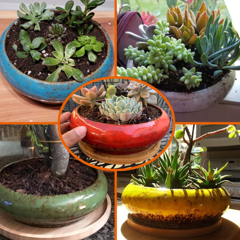 ARTKETTY Succulent Pots - 7.3 Inch Ceramic Bonsai Pot with Tray, Large Succulent Planters with Drainage, Shallow Planter for Indoor Cactus Plants Decorative Flower Plant Container Bowl - Image 5